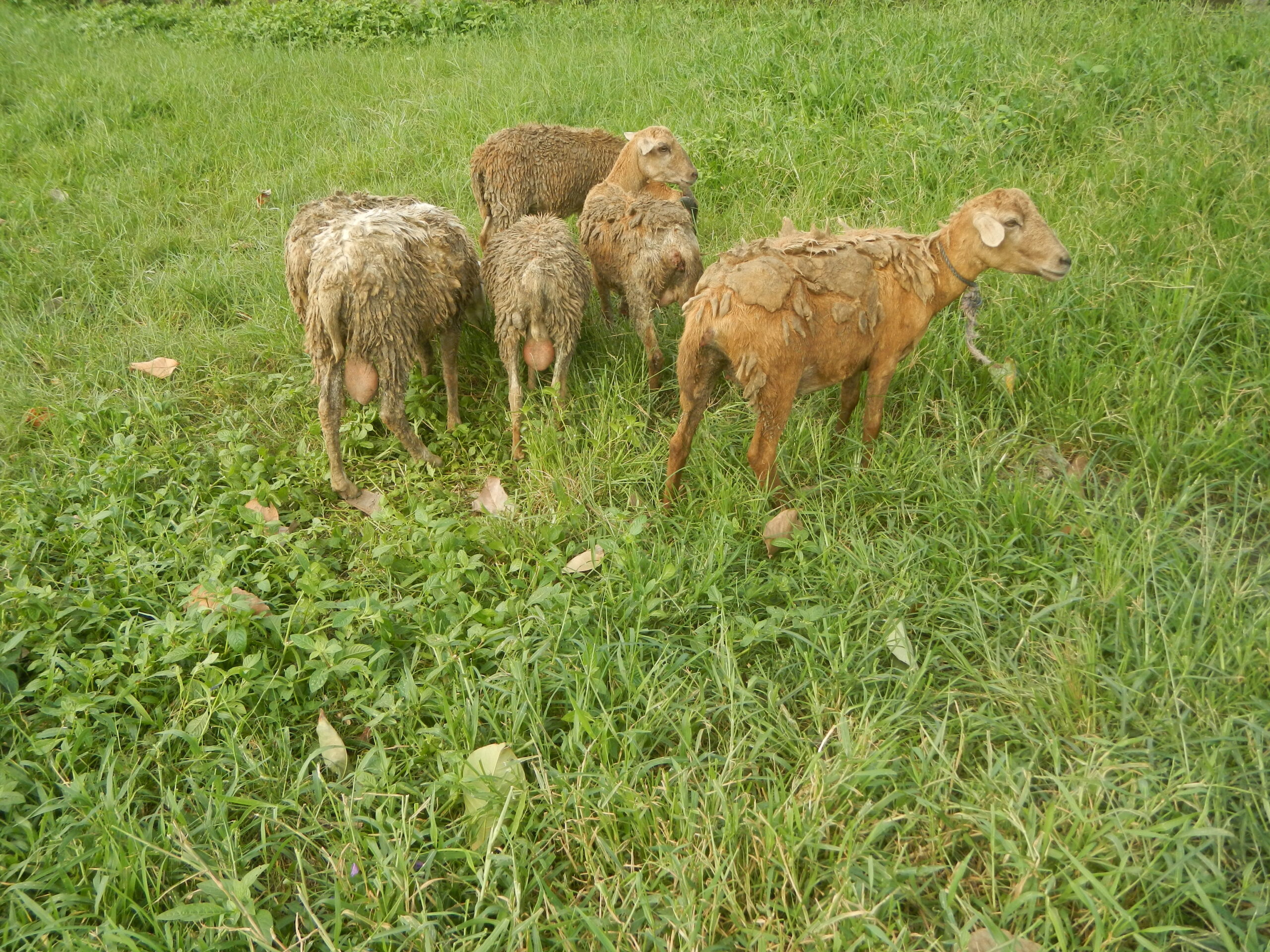 Schafe auf einer Weide (Symbolbild) – Thema Blauzungenkrankheit
